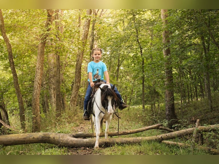 Tinker Mix Ruin 4 Jaar 102 cm Gevlekt-paard in Sedalia