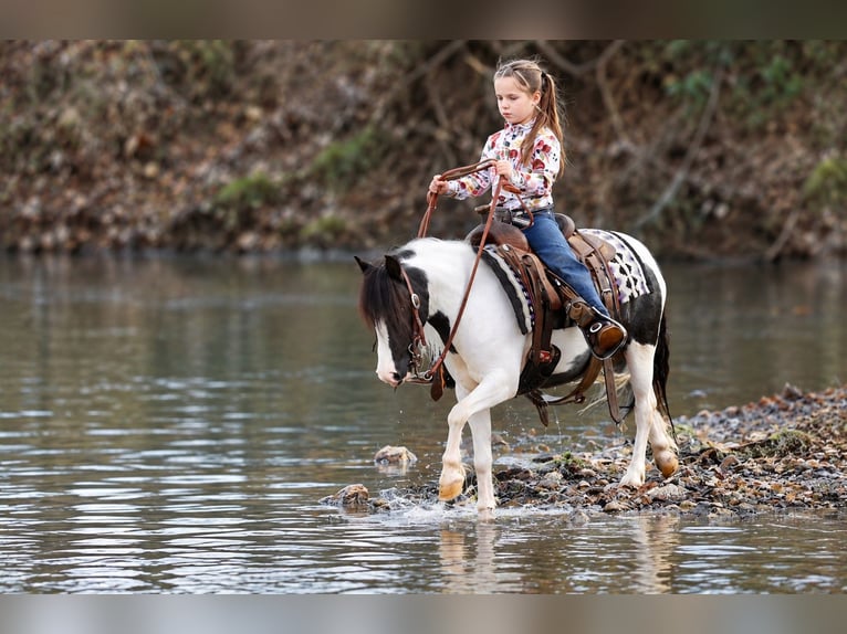 Tinker Mix Ruin 4 Jaar 102 cm Gevlekt-paard in Sedalia