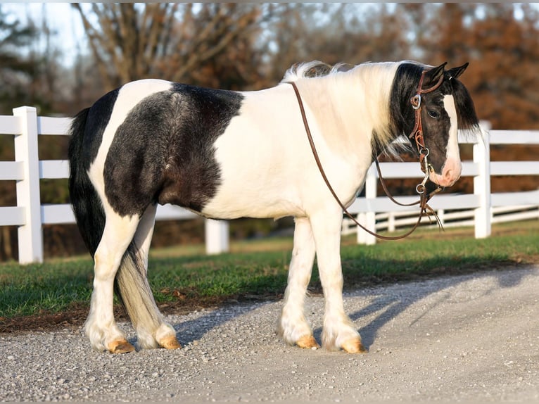 Tinker Mix Ruin 4 Jaar 102 cm Gevlekt-paard in Sedalia