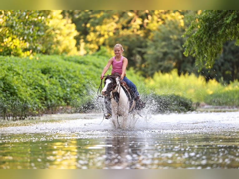 Tinker Mix Ruin 4 Jaar 102 cm Gevlekt-paard in Sedalia