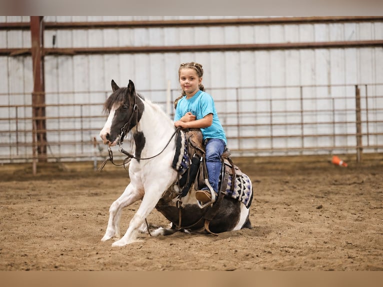 Tinker Mix Ruin 4 Jaar 102 cm Gevlekt-paard in Sedalia