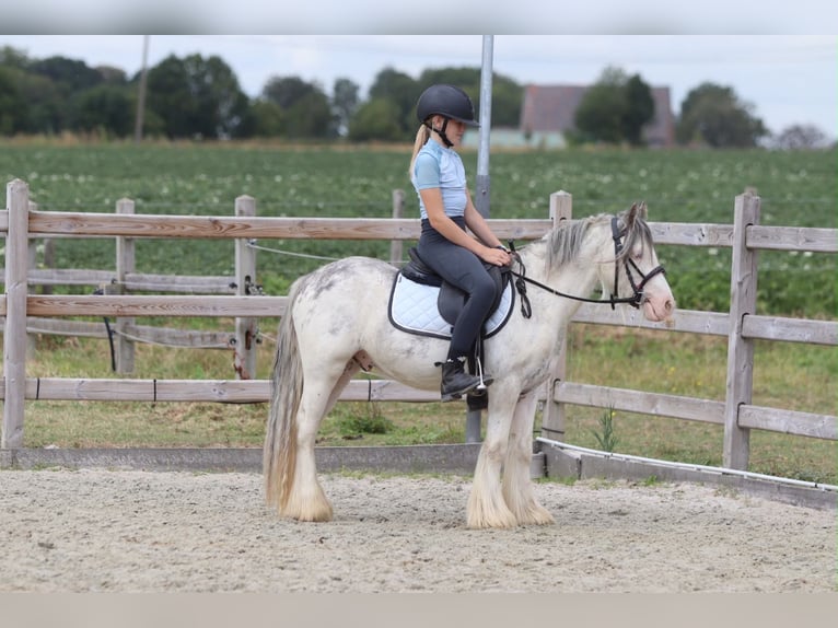 Tinker Ruin 4 Jaar 118 cm  in Pepingen