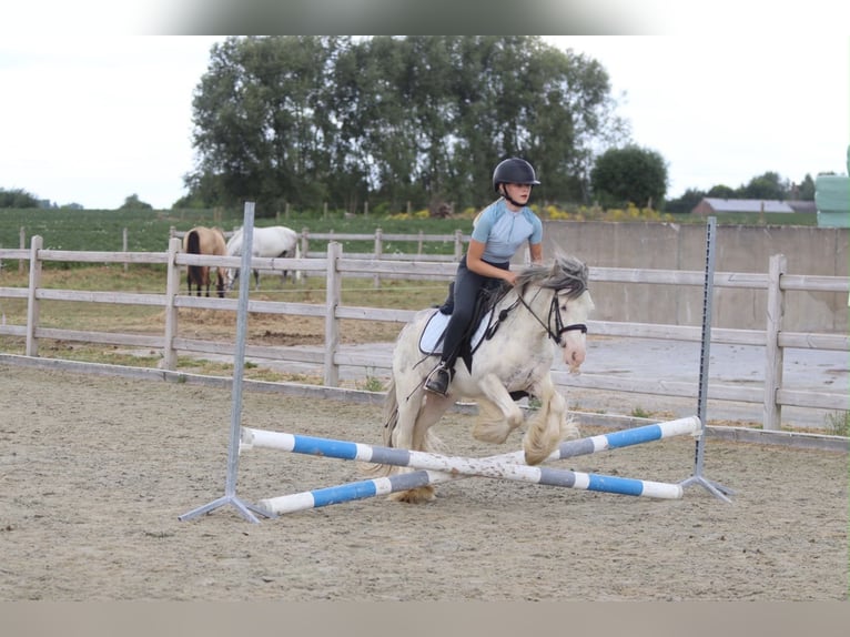 Tinker Ruin 4 Jaar 118 cm  in Pepingen