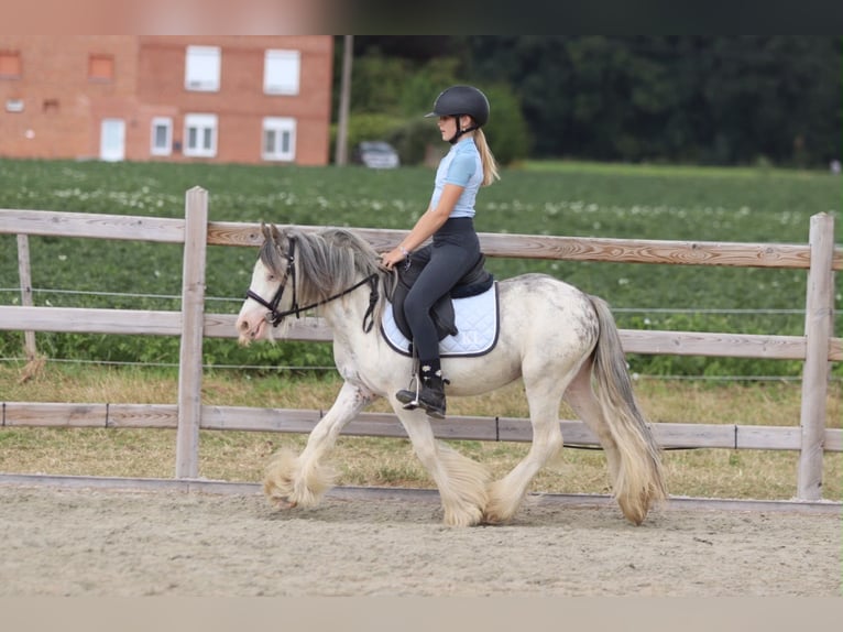 Tinker Ruin 4 Jaar 118 cm  in Pepingen