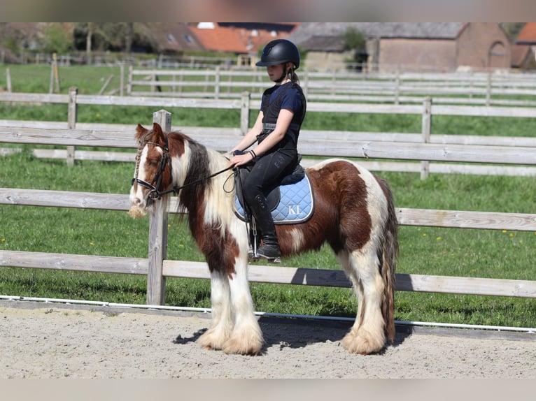 Tinker Ruin 4 Jaar 124 cm Gevlekt-paard in Pepingen