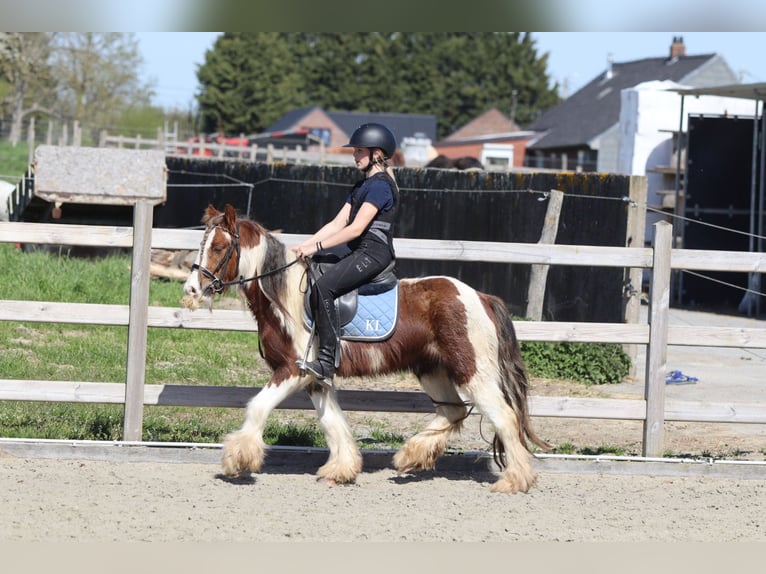 Tinker Ruin 4 Jaar 124 cm Gevlekt-paard in Pepingen