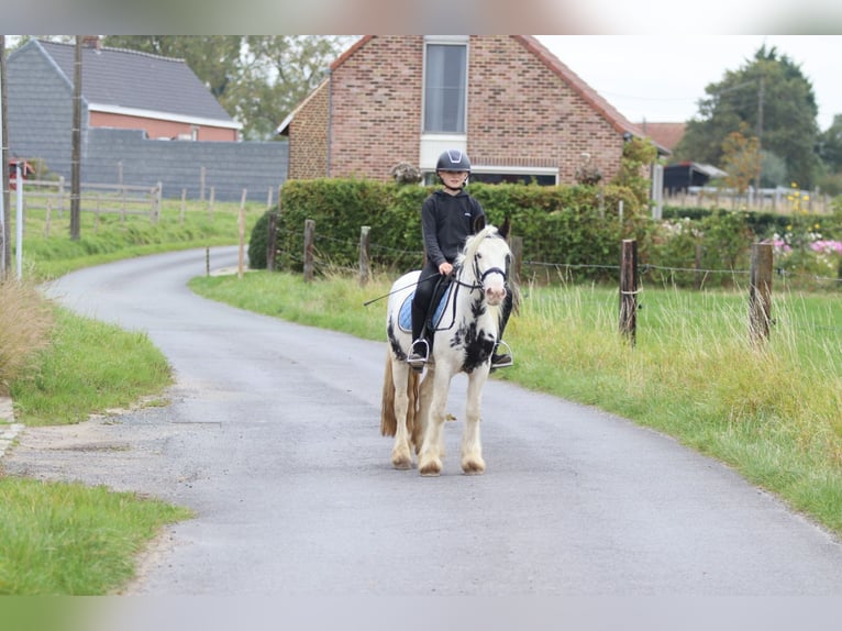 Tinker Ruin 4 Jaar 126 cm Gevlekt-paard in Bogaarden