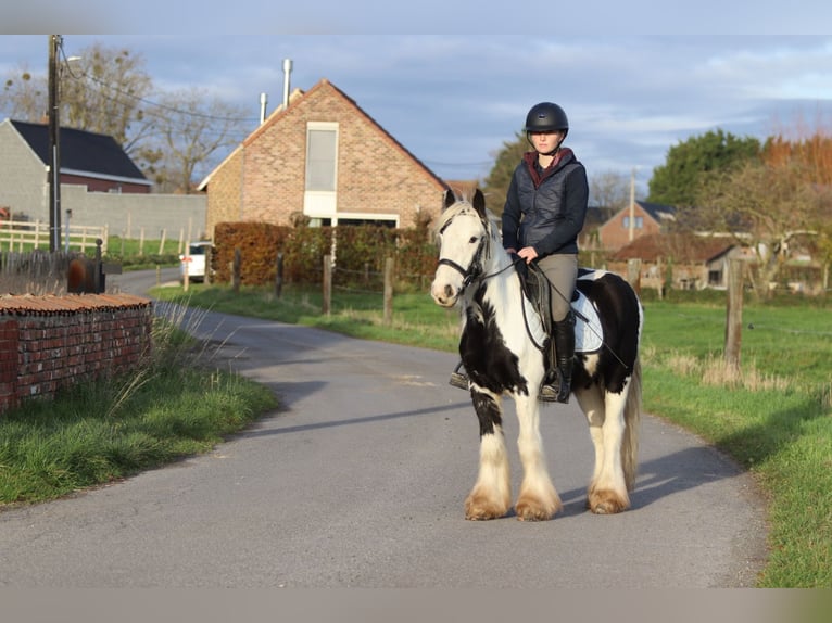 Tinker Ruin 4 Jaar 127 cm Gevlekt-paard in Bogaarden