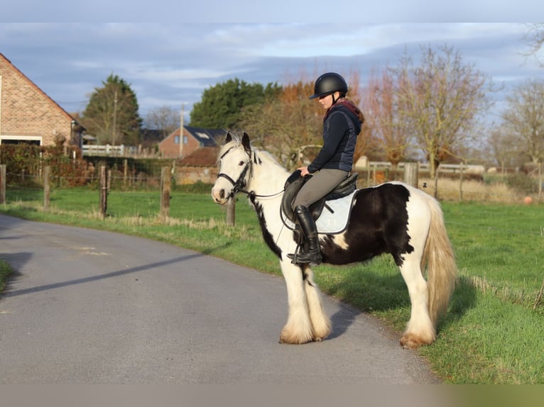 Tinker Ruin 4 Jaar 127 cm Gevlekt-paard in Bogaarden