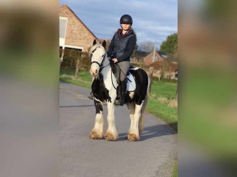 Tinker Ruin 4 Jaar 127 cm Gevlekt-paard in Bogaarden