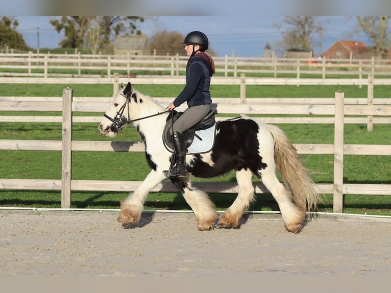 Tinker Ruin 4 Jaar 127 cm Gevlekt-paard in Bogaarden