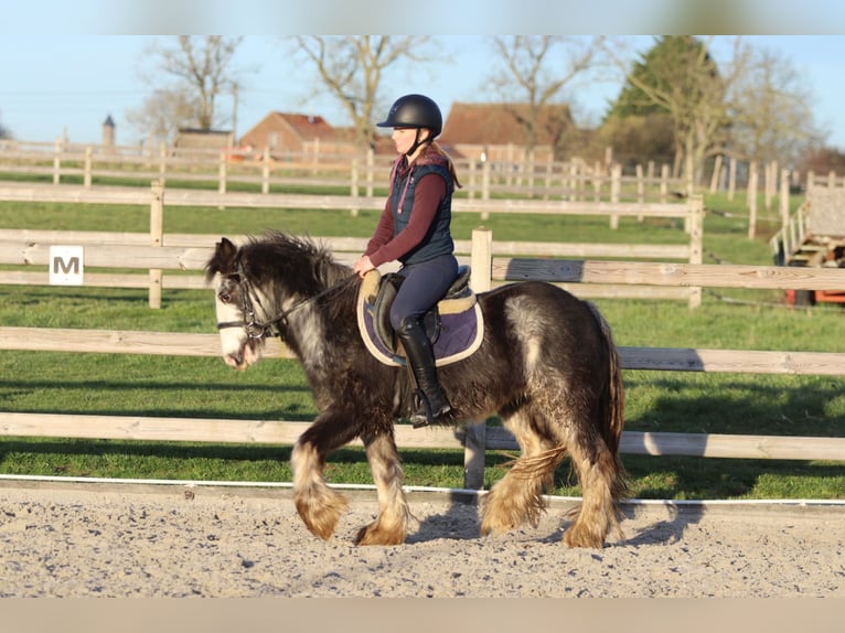 Tinker Ruin 4 Jaar 128 cm Dunalino in Pepingen