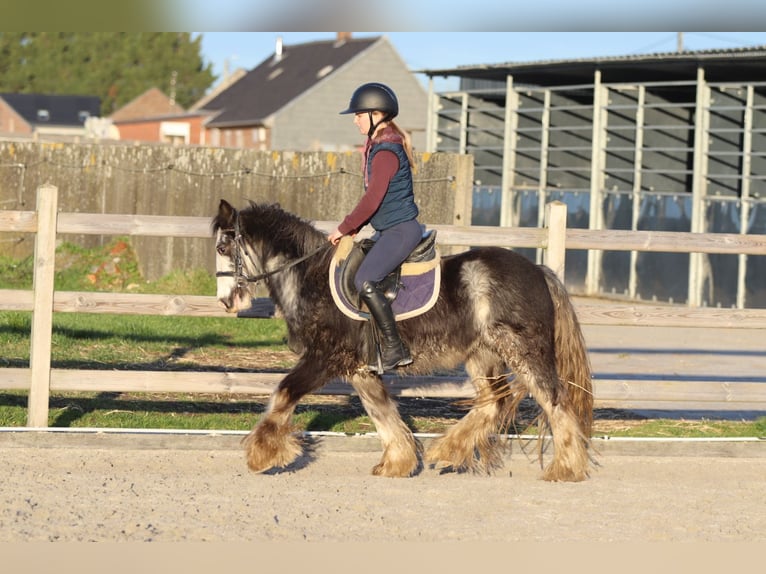 Tinker Ruin 4 Jaar 128 cm Dunalino in Pepingen