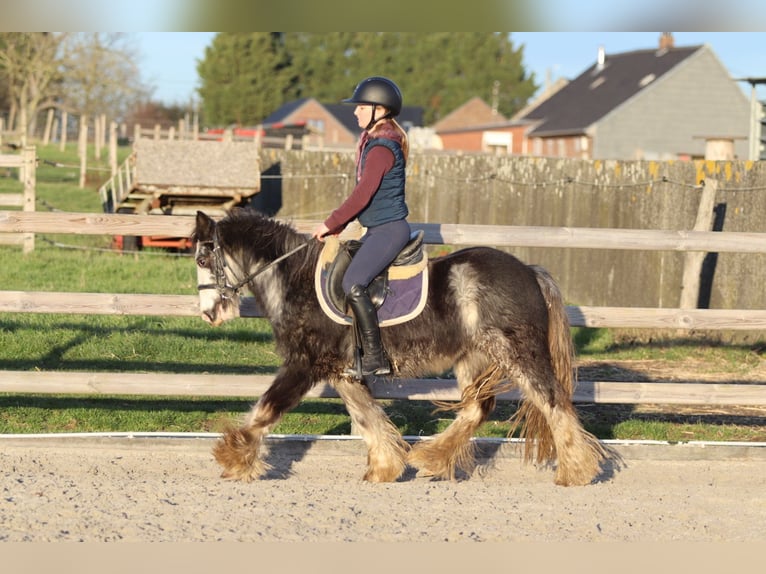 Tinker Ruin 4 Jaar 128 cm Dunalino in Pepingen