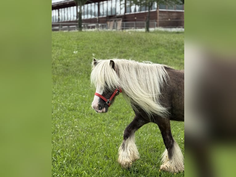 Tinker Ruin 4 Jaar 132 cm Donkere-vos in Achstetten