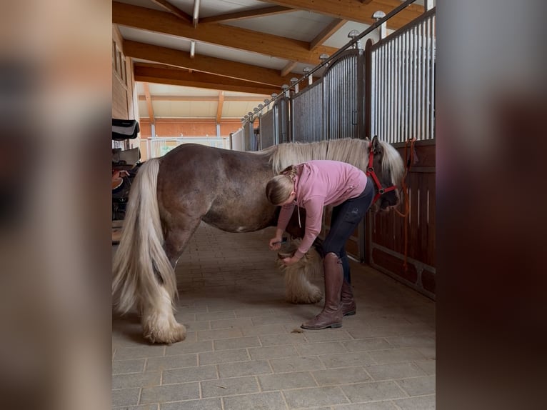 Tinker Ruin 4 Jaar 132 cm Donkere-vos in Achstetten