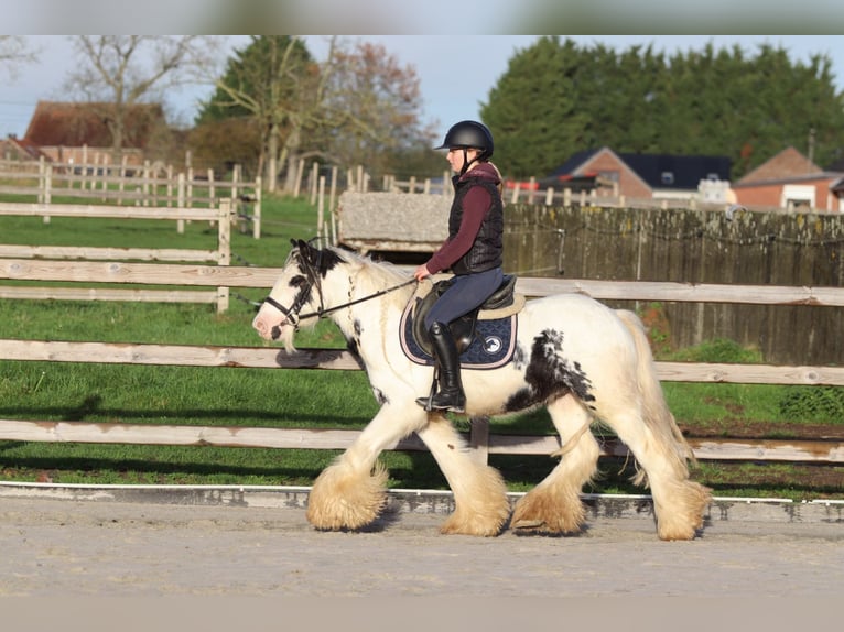 Tinker Ruin 4 Jaar 132 cm Gevlekt-paard in Bogaarden