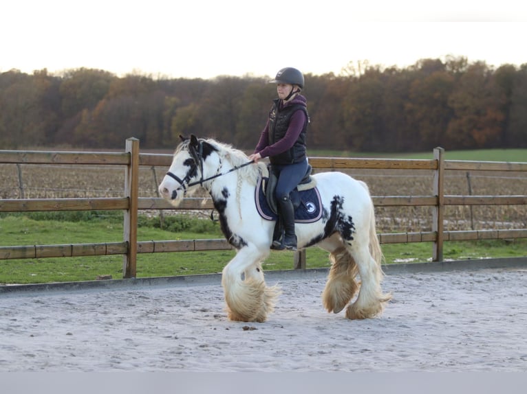 Tinker Ruin 4 Jaar 132 cm Gevlekt-paard in Bogaarden