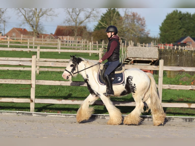 Tinker Ruin 4 Jaar 132 cm Gevlekt-paard in Bogaarden