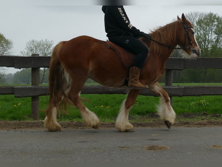 Tinker Ruin 4 Jaar 135 cm Vos in Lathen