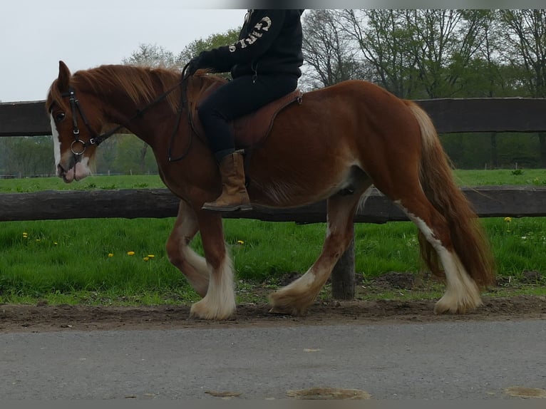 Tinker Ruin 4 Jaar 135 cm Vos in Lathen