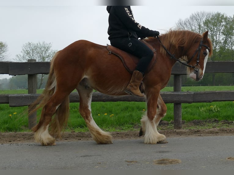 Tinker Ruin 4 Jaar 135 cm Vos in Lathen