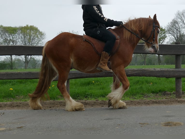 Tinker Ruin 4 Jaar 135 cm Vos in Lathen