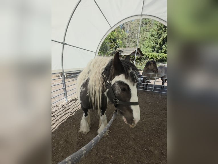 Tinker Ruin 4 Jaar 136 cm Gevlekt-paard in Coswig