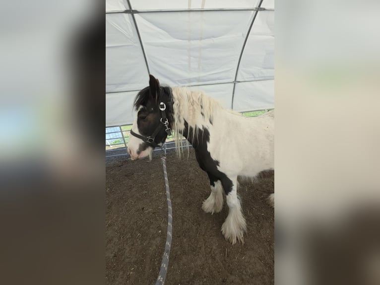 Tinker Ruin 4 Jaar 136 cm Gevlekt-paard in Coswig
