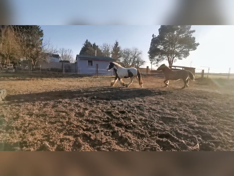 Tinker Ruin 4 Jaar 136 cm Gevlekt-paard in Coswig