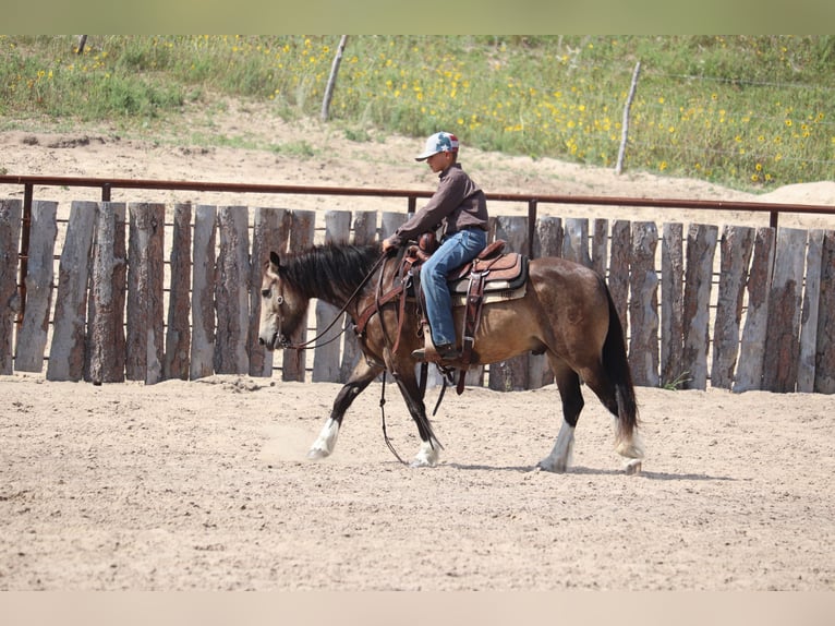 Tinker Mix Ruin 4 Jaar 137 cm Buckskin in Thedford