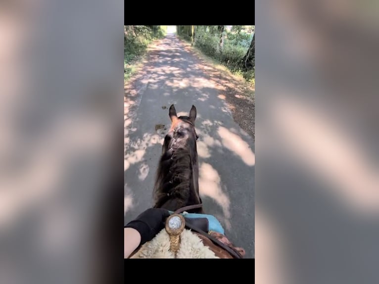 Tinker Mix Ruin 4 Jaar 140 cm Zwartbruin in Olfen