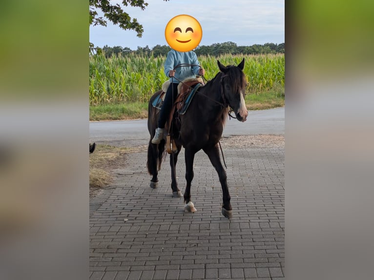 Tinker Mix Ruin 4 Jaar 140 cm Zwartbruin in Olfen