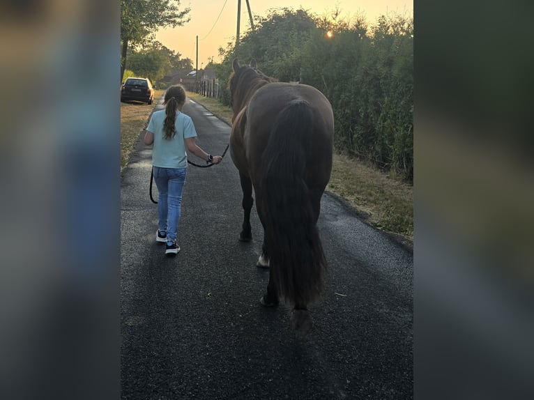 Tinker Mix Ruin 4 Jaar 140 cm Zwartbruin in Olfen