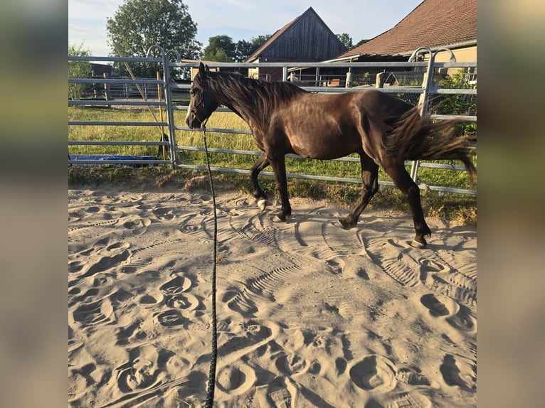 Tinker Mix Ruin 4 Jaar 140 cm Zwartbruin in Olfen