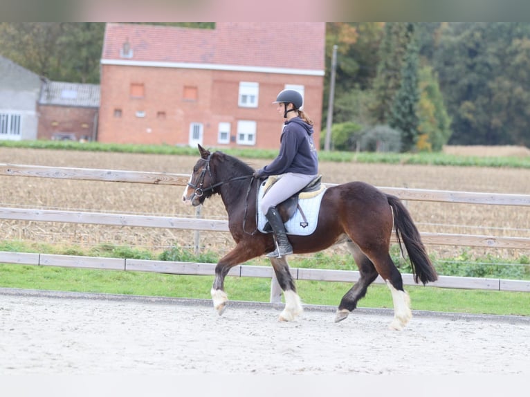 Tinker Ruin 4 Jaar 142 cm Bruin in Bogaarden