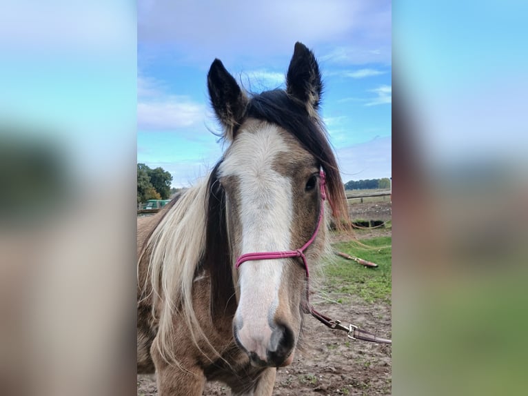 Tinker Ruin 4 Jaar 142 cm Buckskin in Wittstock