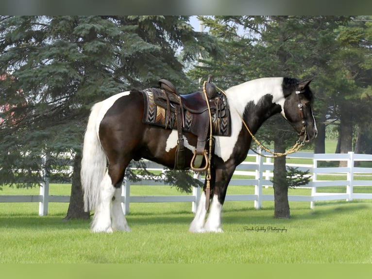 Tinker Mix Ruin 4 Jaar 142 cm Gevlekt-paard in Independence