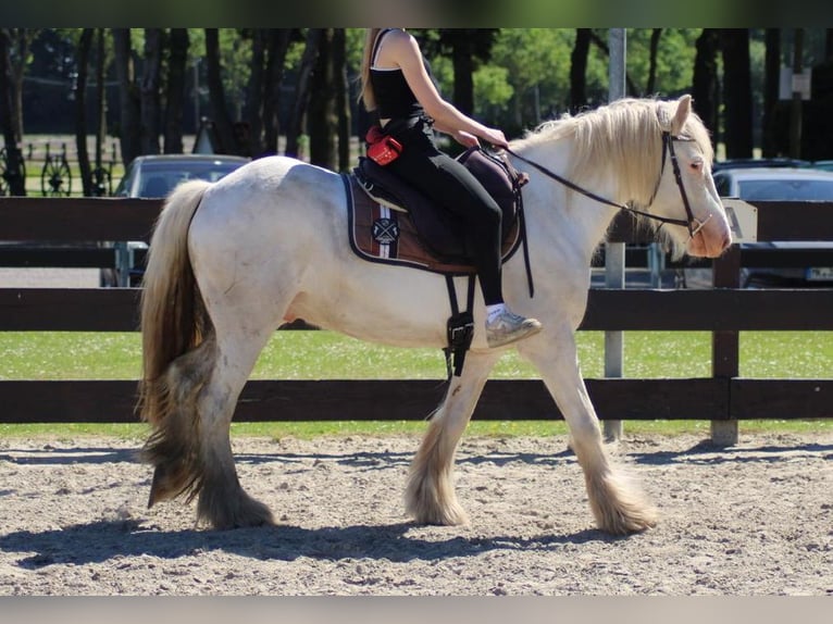 Tinker Ruin 4 Jaar 143 cm Schimmel in Lathen