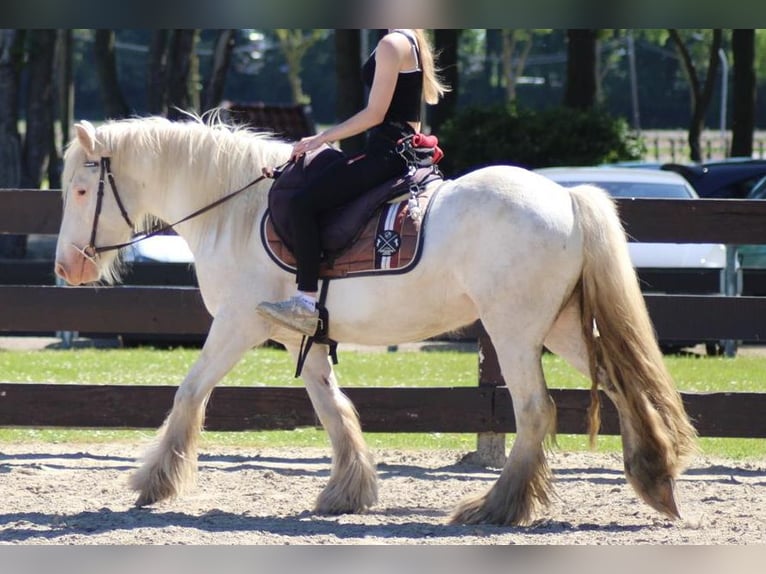 Tinker Ruin 4 Jaar 143 cm Schimmel in Lathen