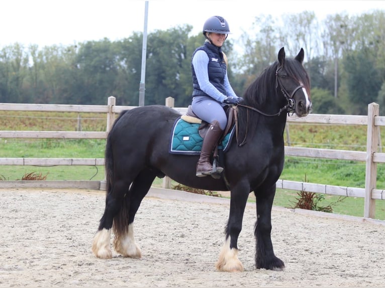 Tinker Ruin 4 Jaar 144 cm Zwart in Pepingen