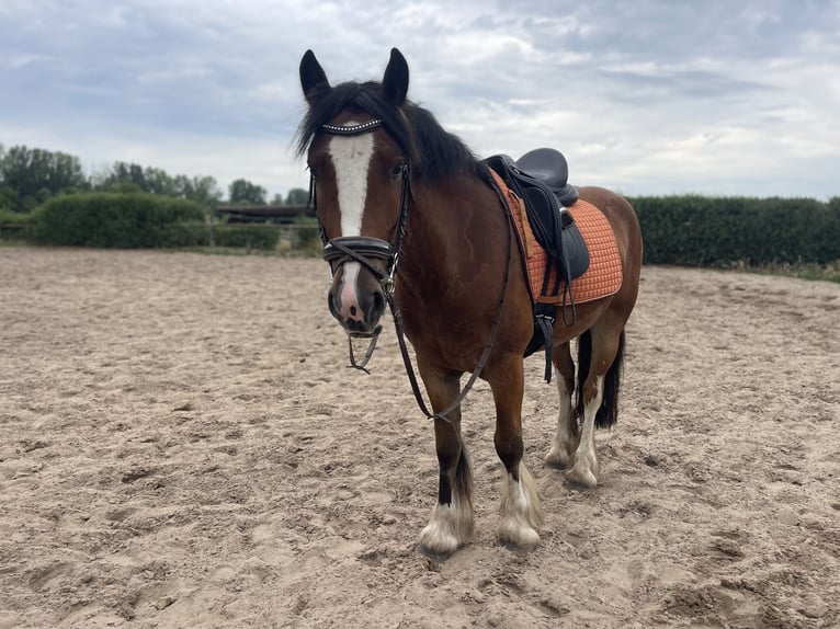 Tinker Ruin 4 Jaar 145 cm Bruin in Trebbin
