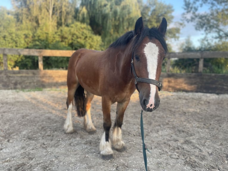 Tinker Ruin 4 Jaar 145 cm Bruin in Trebbin