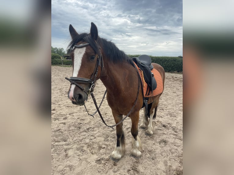 Tinker Ruin 4 Jaar 145 cm Bruin in Trebbin