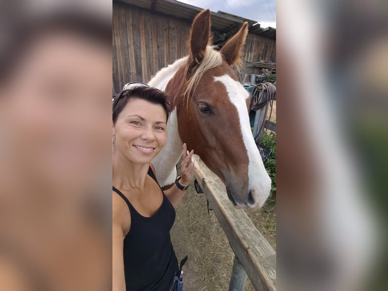 Tinker Mix Ruin 4 Jaar 145 cm Gevlekt-paard in Dalaas