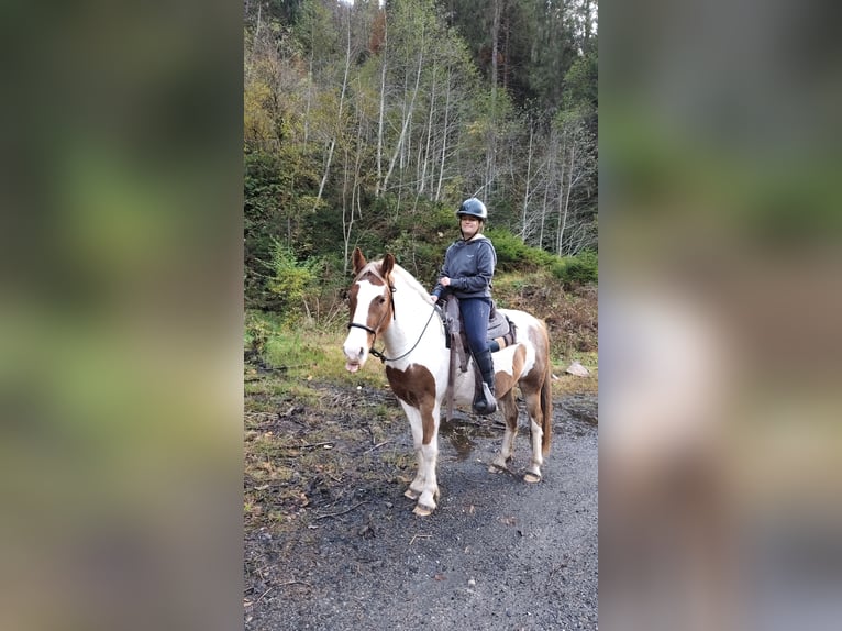 Tinker Mix Ruin 4 Jaar 145 cm Gevlekt-paard in Dalaas