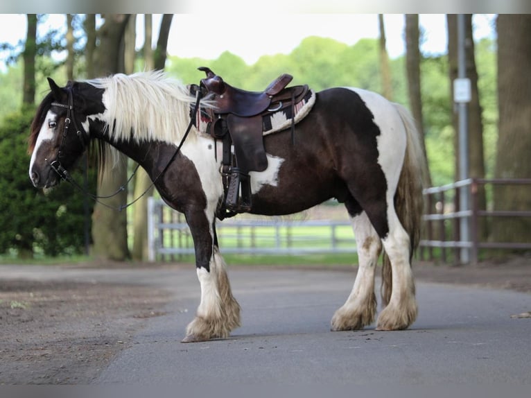 Tinker Ruin 4 Jaar 146 cm Gevlekt-paard in Lathen