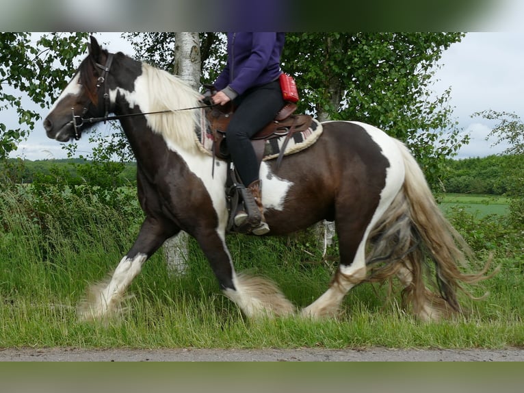 Tinker Ruin 4 Jaar 146 cm Gevlekt-paard in Lathen