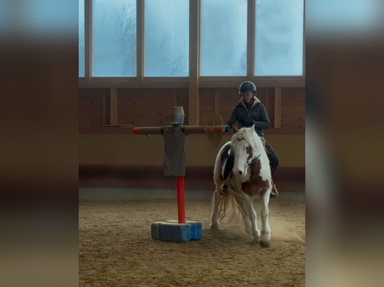 Tinker Ruin 4 Jaar 146 cm Gevlekt-paard in AchstettenAchstetten