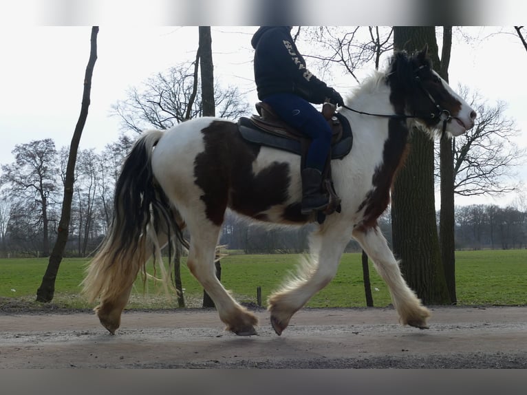 Tinker Ruin 4 Jaar 148 cm Gevlekt-paard in Lathen